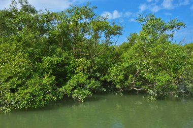 Berrak mavi gökyüzünün altında sığ kıyı sularında yetişen tropik mangrov ağaçları doğal ışık, zengin bitki örtüsü ve barışçıl çevre manzarasıyla sakin bir sulak arazi ekosistemini yakalıyorlar..