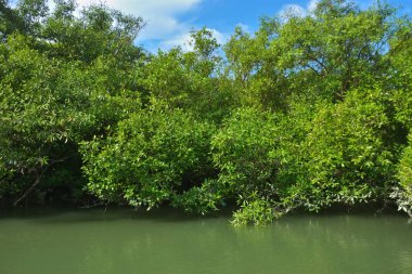 Kıyı Suyu Boyunca Yeşil Mangrov Ağaçları