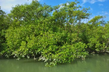 Kıyı Suyu Boyunca Yeşil Mangrov Ağaçları
