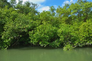 Kıyı Suyu Boyunca Yeşil Mangrov Ağaçları