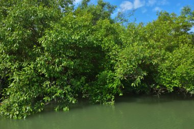 Berrak mavi gökyüzü altında sakin gelgit suları boyunca büyüyen yoğun mangrov ormanı, yemyeşil bitki örtüsünü ve doğal gün ışığına sahip sakin bir tropikal sulak ekosistemi gösterir, çevresel, ekolojik ve doğa konseptleri için idealdir..