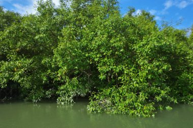 Berrak mavi gökyüzü altında sakin gelgit suları boyunca büyüyen yoğun mangrov ormanı, yemyeşil bitki örtüsünü ve doğal gün ışığına sahip sakin bir tropikal sulak ekosistemi gösterir, çevresel, ekolojik ve doğa konseptleri için idealdir..