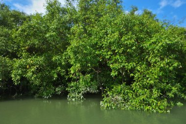 Berrak mavi gökyüzü altında sakin gelgit suları boyunca büyüyen yoğun mangrov ormanı, yemyeşil bitki örtüsünü ve doğal gün ışığına sahip sakin bir tropikal sulak ekosistemi gösterir, çevresel, ekolojik ve doğa konseptleri için idealdir..