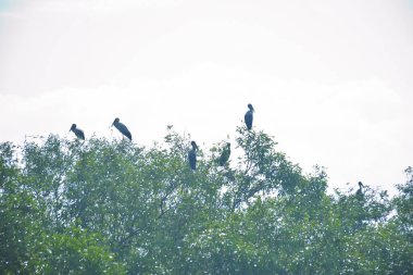 Mangrove Ağaçlarında Tropikal Kuşlar