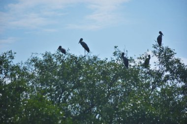 Mangrove Ağaçlarında Tropikal Kuşlar