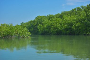 Vahşi kuşlar, açık mavi gökyüzünün altındaki mangrov ağaçlarının tepelerine tünemiş tropikal sulak araziyi, doğal yaşam alanını ve yumuşak gün ışığı ve barışçıl çevre manzaralı sakin kıyı ekosistem atmosferini yakalıyorlar..