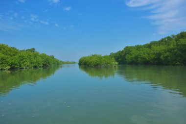 Vahşi kuşlar, açık mavi gökyüzünün altındaki mangrov ağaçlarının tepelerine tünemiş tropikal sulak araziyi, doğal yaşam alanını ve yumuşak gün ışığı ve barışçıl çevre manzaralı sakin kıyı ekosistem atmosferini yakalıyorlar..