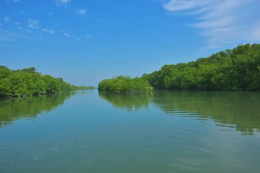 Vahşi kuşlar, açık mavi gökyüzünün altındaki mangrov ağaçlarının tepelerine tünemiş tropikal sulak araziyi, doğal yaşam alanını ve yumuşak gün ışığı ve barışçıl çevre manzaralı sakin kıyı ekosistem atmosferini yakalıyorlar..