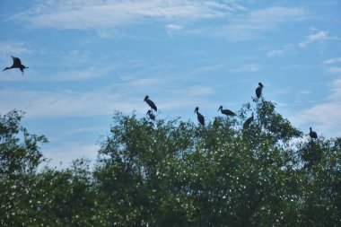 Vahşi kuşlar, açık mavi gökyüzünün altındaki mangrov ağaçlarının tepelerine tünemiş tropikal sulak araziyi, doğal yaşam alanını ve yumuşak gün ışığı ve barışçıl çevre manzaralı sakin kıyı ekosistem atmosferini yakalıyorlar..