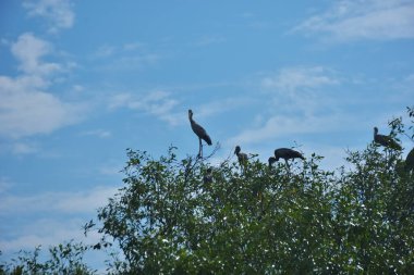 Vahşi kuşlar, açık mavi gökyüzünün altındaki mangrov ağaçlarının tepelerine tünemiş tropikal sulak araziyi, doğal yaşam alanını ve yumuşak gün ışığı ve barışçıl çevre manzaralı sakin kıyı ekosistem atmosferini yakalıyorlar..