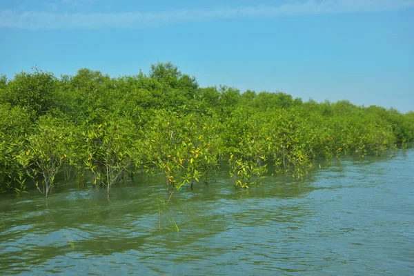 Mangrove Ormanı, Bakkhali Nehri 'nde, Cox' s Bazar, Bangladeş 'te, gelgit sırasında. Yükselen suyu verimli tropik yeşillik ve berrak gökyüzü ile birlikte bir kıyı ekosisteminde yakalamak. Güney Asya biyolojik çeşitliliği odaklı.