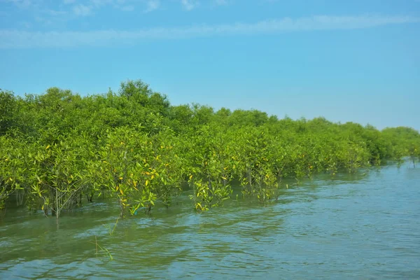 Mangrove Ormanı, Bakkhali Nehri 'nde, Cox' s Bazar, Bangladeş 'te, gelgit sırasında. Yükselen suyu verimli tropik yeşillik ve berrak gökyüzü ile birlikte bir kıyı ekosisteminde yakalamak. Güney Asya biyolojik çeşitliliği odaklı.