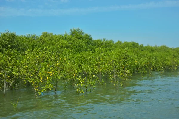 Mangrove Ormanı, Bakkhali Nehri 'nde, Cox' s Bazar, Bangladeş 'te, gelgit sırasında. Yükselen suyu verimli tropik yeşillik ve berrak gökyüzü ile birlikte bir kıyı ekosisteminde yakalamak. Güney Asya biyolojik çeşitliliği odaklı.