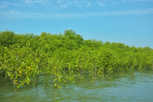 Mangrove Ormanı, Bakkhali Nehri 'nde, Cox' s Bazar, Bangladeş 'te, gelgit sırasında. Yükselen suyu verimli tropik yeşillik ve berrak gökyüzü ile birlikte bir kıyı ekosisteminde yakalamak. Güney Asya biyolojik çeşitliliği odaklı.