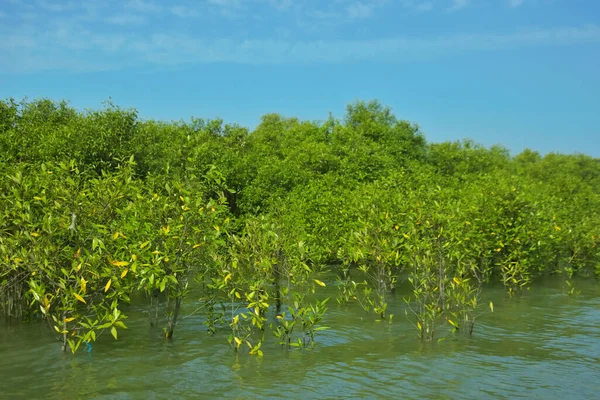 Mangrove Ormanı, Bakkhali Nehri 'nde, Cox' s Bazar, Bangladeş 'te, gelgit sırasında. Yükselen suyu verimli tropik yeşillik ve berrak gökyüzü ile birlikte bir kıyı ekosisteminde yakalamak. Güney Asya biyolojik çeşitliliği odaklı.