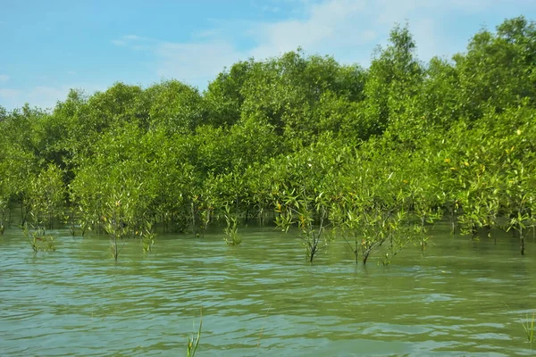 Mangrove Ormanı, Bakkhali Nehri 'nde, Cox' s Bazar, Bangladeş 'te, gelgit sırasında. Yükselen suyu verimli tropik yeşillik ve berrak gökyüzü ile birlikte bir kıyı ekosisteminde yakalamak. Güney Asya biyolojik çeşitliliği odaklı.