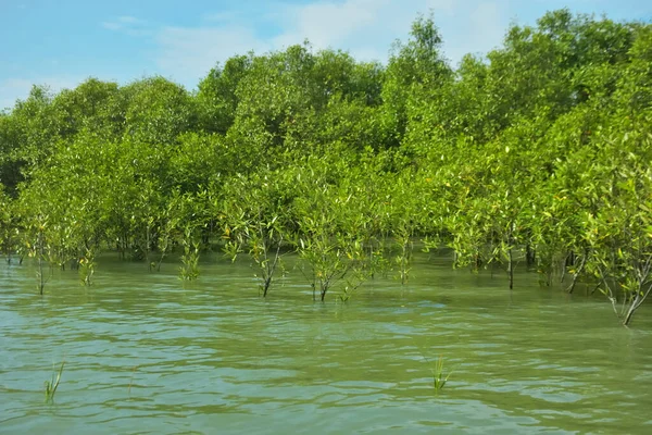 Mangrove Ormanı, Bakkhali Nehri 'nde, Cox' s Bazar, Bangladeş 'te, gelgit sırasında. Yükselen suyu verimli tropik yeşillik ve berrak gökyüzü ile birlikte bir kıyı ekosisteminde yakalamak. Güney Asya biyolojik çeşitliliği odaklı.