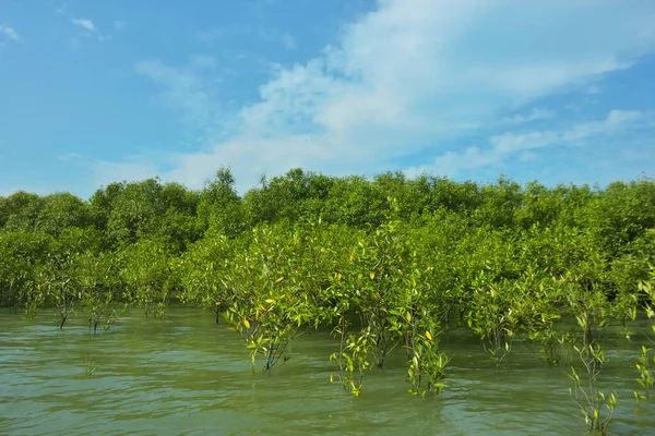 Mangrove Ormanı, Bakkhali Nehri 'nde, Cox' s Bazar, Bangladeş 'te, gelgit sırasında. Yükselen suyu verimli tropik yeşillik ve berrak gökyüzü ile birlikte bir kıyı ekosisteminde yakalamak. Güney Asya biyolojik çeşitliliği odaklı.