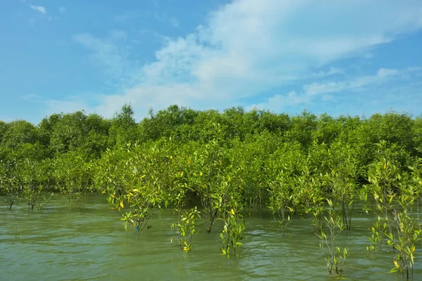Mangrove Ormanı, Bakkhali Nehri 'nde, Cox' s Bazar, Bangladeş 'te, gelgit sırasında. Yükselen suyu verimli tropik yeşillik ve berrak gökyüzü ile birlikte bir kıyı ekosisteminde yakalamak. Güney Asya biyolojik çeşitliliği odaklı.