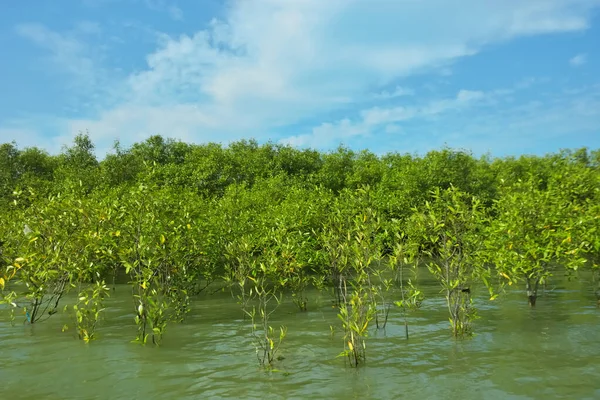 Mangrove Ormanı, Bakkhali Nehri 'nde, Cox' s Bazar, Bangladeş 'te, gelgit sırasında. Yükselen suyu verimli tropik yeşillik ve berrak gökyüzü ile birlikte bir kıyı ekosisteminde yakalamak. Güney Asya biyolojik çeşitliliği odaklı.
