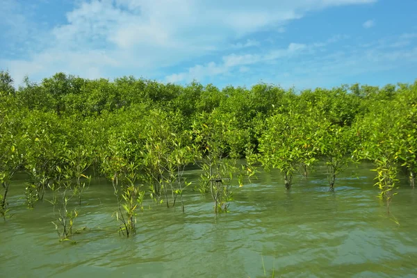 Mangrove Ormanı, Bakkhali Nehri 'nde, Cox' s Bazar, Bangladeş 'te, gelgit sırasında. Yükselen suyu verimli tropik yeşillik ve berrak gökyüzü ile birlikte bir kıyı ekosisteminde yakalamak. Güney Asya biyolojik çeşitliliği odaklı.