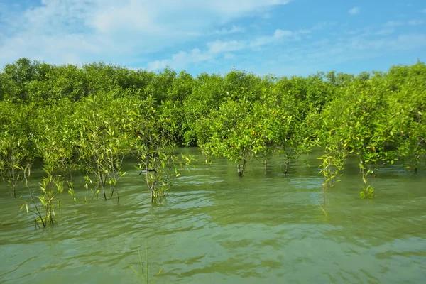Mangrove Ormanı, Bakkhali Nehri 'nde, Cox' s Bazar, Bangladeş 'te, gelgit sırasında. Yükselen suyu verimli tropik yeşillik ve berrak gökyüzü ile birlikte bir kıyı ekosisteminde yakalamak. Güney Asya biyolojik çeşitliliği odaklı.