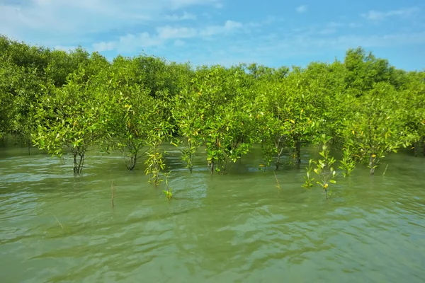 Mangrove Ormanı, Bakkhali Nehri 'nde, Cox' s Bazar, Bangladeş 'te, gelgit sırasında. Yükselen suyu verimli tropik yeşillik ve berrak gökyüzü ile birlikte bir kıyı ekosisteminde yakalamak. Güney Asya biyolojik çeşitliliği odaklı.