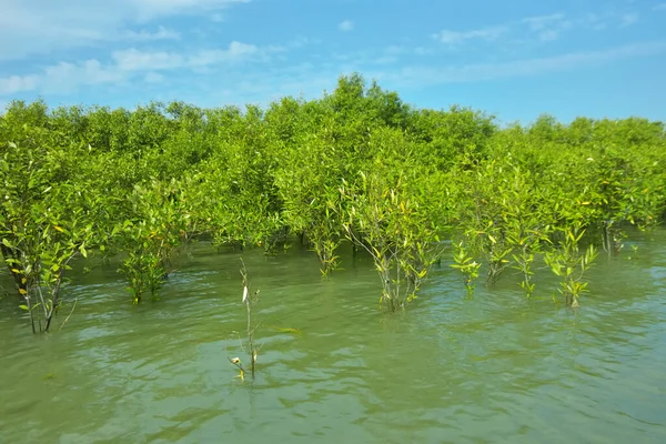 Cox 's Bazar, Bangladeş yakınlarındaki Bakkhali Nehri boyunca gelgit sularında duran mangrov fidanları tropikal gelgitler arası kıyı ekosistemi içindeki gelgitleri yakalıyorlar..
