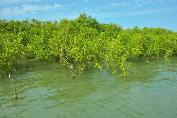Cox 's Bazar, Bangladeş yakınlarındaki Bakkhali Nehri boyunca gelgit sularında duran mangrov fidanları tropikal gelgitler arası kıyı ekosistemi içindeki gelgitleri yakalıyorlar..