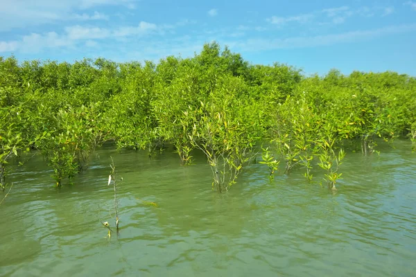 Cox 's Bazar, Bangladeş yakınlarındaki Bakkhali Nehri boyunca gelgit sularında duran mangrov fidanları tropikal gelgitler arası kıyı ekosistemi içindeki gelgitleri yakalıyorlar..