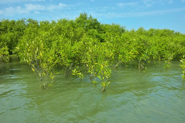 Cox 's Bazar, Bangladeş yakınlarındaki Bakkhali Nehri boyunca gelgit sularında duran mangrov fidanları tropikal gelgitler arası kıyı ekosistemi içindeki gelgitleri yakalıyorlar..