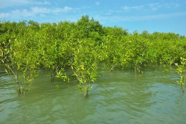 Cox 's Bazar, Bangladeş yakınlarındaki Bakkhali Nehri boyunca gelgit sularında duran mangrov fidanları tropikal gelgitler arası kıyı ekosistemi içindeki gelgitleri yakalıyorlar..