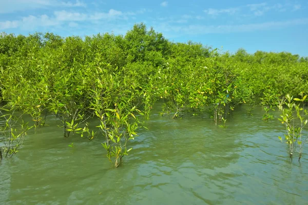Cox 's Bazar, Bangladeş yakınlarındaki Bakkhali Nehri boyunca gelgit sularında duran mangrov fidanları tropikal gelgitler arası kıyı ekosistemi içindeki gelgitleri yakalıyorlar..