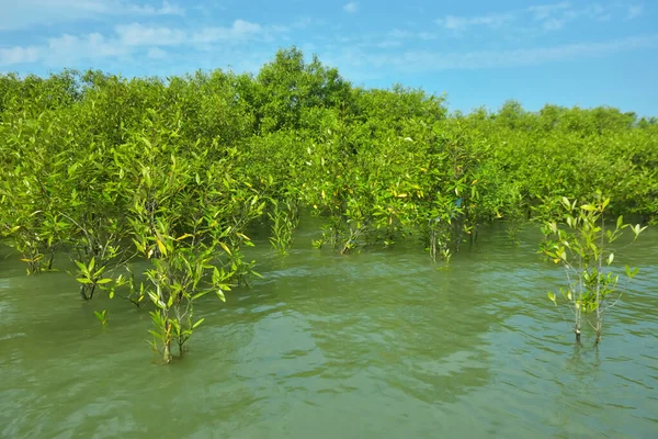 Cox 's Bazar, Bangladeş yakınlarındaki Bakkhali Nehri boyunca gelgit sularında duran mangrov fidanları tropikal gelgitler arası kıyı ekosistemi içindeki gelgitleri yakalıyorlar..