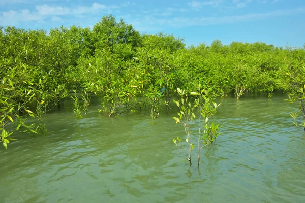 Cox 's Bazar, Bangladeş yakınlarındaki Bakkhali Nehri boyunca gelgit sularında duran mangrov fidanları tropikal gelgitler arası kıyı ekosistemi içindeki gelgitleri yakalıyorlar..