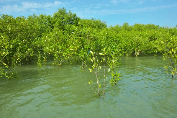 Cox 's Bazar, Bangladeş yakınlarındaki Bakkhali Nehri boyunca gelgit sularında duran mangrov fidanları tropikal gelgitler arası kıyı ekosistemi içindeki gelgitleri yakalıyorlar..