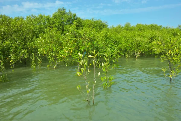 Cox 's Bazar, Bangladeş yakınlarındaki Bakkhali Nehri boyunca gelgit sularında duran mangrov fidanları tropikal gelgitler arası kıyı ekosistemi içindeki gelgitleri yakalıyorlar..