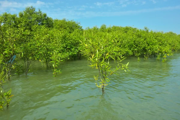 Cox 's Bazar, Bangladeş yakınlarındaki Bakkhali Nehri boyunca gelgit sularında duran mangrov fidanları tropikal gelgitler arası kıyı ekosistemi içindeki gelgitleri yakalıyorlar..