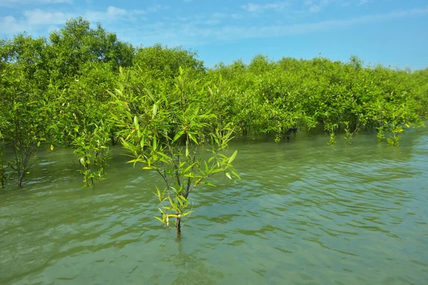 Cox 's Bazar, Bangladeş yakınlarındaki Bakkhali Nehri boyunca gelgit sularında duran mangrov fidanları tropikal gelgitler arası kıyı ekosistemi içindeki gelgitleri yakalıyorlar..