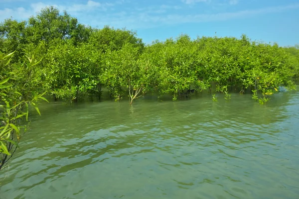 Cox 's Bazar, Bangladeş yakınlarındaki Bakkhali Nehri boyunca gelgit sularında duran mangrov fidanları tropikal gelgitler arası kıyı ekosistemi içindeki gelgitleri yakalıyorlar..