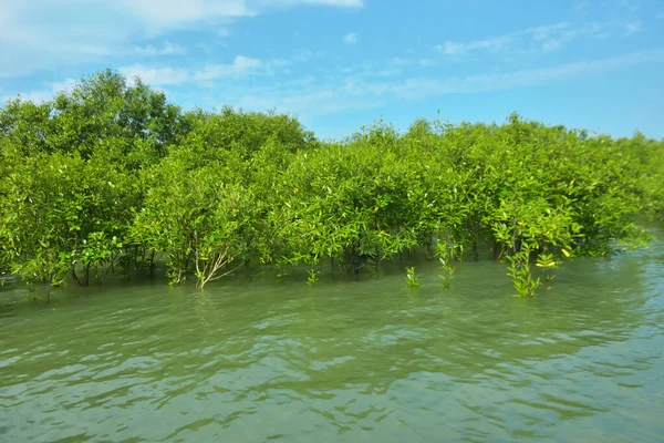 Cox 's Bazar, Bangladeş yakınlarındaki Bakkhali Nehri boyunca gelgit sularında duran mangrov fidanları tropikal gelgitler arası kıyı ekosistemi içindeki gelgitleri yakalıyorlar..
