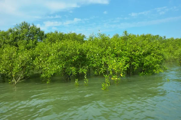 Cox 's Bazar, Bangladeş yakınlarındaki Bakkhali Nehri boyunca gelgit sularında duran mangrov fidanları tropikal gelgitler arası kıyı ekosistemi içindeki gelgitleri yakalıyorlar..