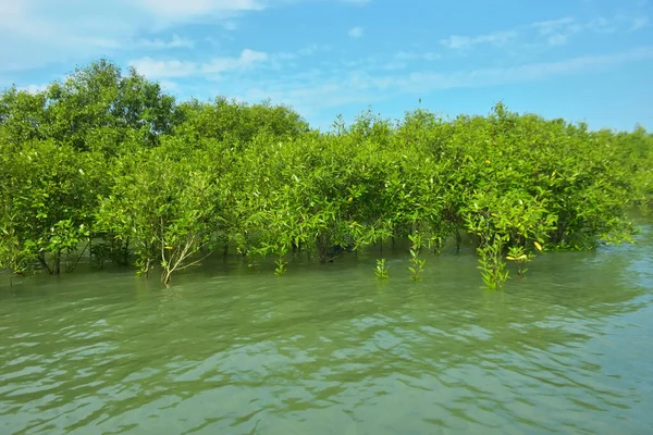 Cox 's Bazar, Bangladeş yakınlarındaki Bakkhali Nehri boyunca gelgit sularında duran mangrov fidanları tropikal gelgitler arası kıyı ekosistemi içindeki gelgitleri yakalıyorlar..
