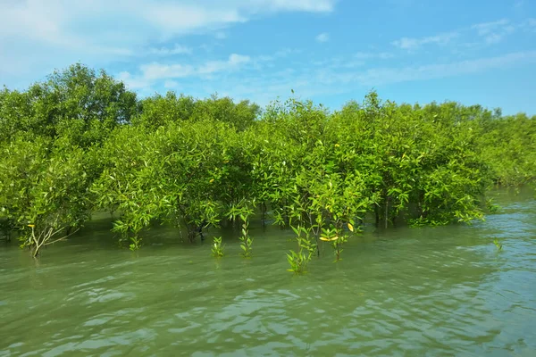 Cox 's Bazar, Bangladeş yakınlarındaki Bakkhali Nehri boyunca gelgit sularında duran mangrov fidanları tropikal gelgitler arası kıyı ekosistemi içindeki gelgitleri yakalıyorlar..