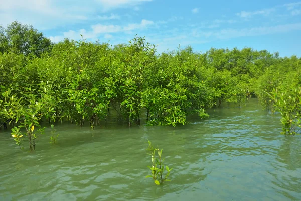 Cox 's Bazar, Bangladeş yakınlarındaki Bakkhali Nehri boyunca gelgit sularında duran mangrov fidanları tropikal gelgitler arası kıyı ekosistemi içindeki gelgitleri yakalıyorlar..