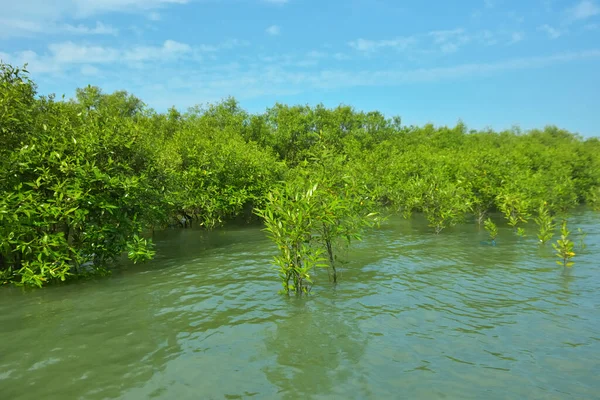 Cox 's Bazar, Bangladeş yakınlarındaki Bakkhali Nehri boyunca gelgit sularında duran mangrov fidanları tropikal gelgitler arası kıyı ekosistemi içindeki gelgitleri yakalıyorlar..