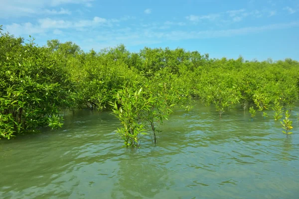 Cox 's Bazar, Bangladeş yakınlarındaki Bakkhali Nehri boyunca gelgit sularında duran mangrov fidanları tropikal gelgitler arası kıyı ekosistemi içindeki gelgitleri yakalıyorlar..