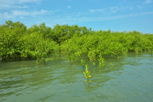 Cox 's Bazar, Bangladeş yakınlarındaki Bakkhali Nehri boyunca gelgit sularında duran mangrov fidanları tropikal gelgitler arası kıyı ekosistemi içindeki gelgitleri yakalıyorlar..