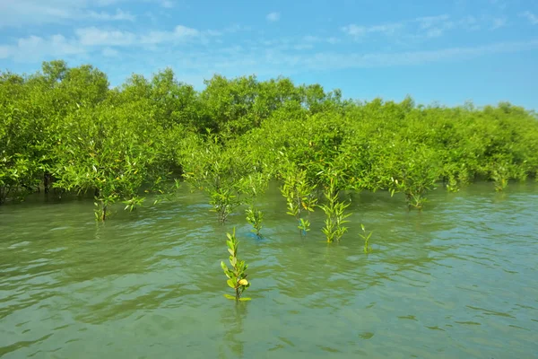 Cox 's Bazar, Bangladeş yakınlarındaki Bakkhali Nehri boyunca gelgit sularında duran mangrov fidanları tropikal gelgitler arası kıyı ekosistemi içindeki gelgitleri yakalıyorlar..