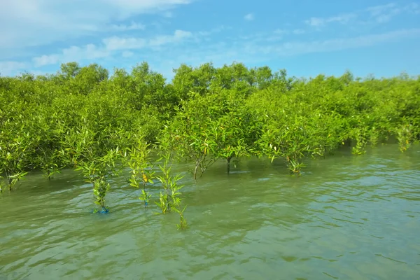 Cox 's Bazar, Bangladeş yakınlarındaki Bakkhali Nehri boyunca gelgit sularında duran mangrov fidanları tropikal gelgitler arası kıyı ekosistemi içindeki gelgitleri yakalıyorlar..
